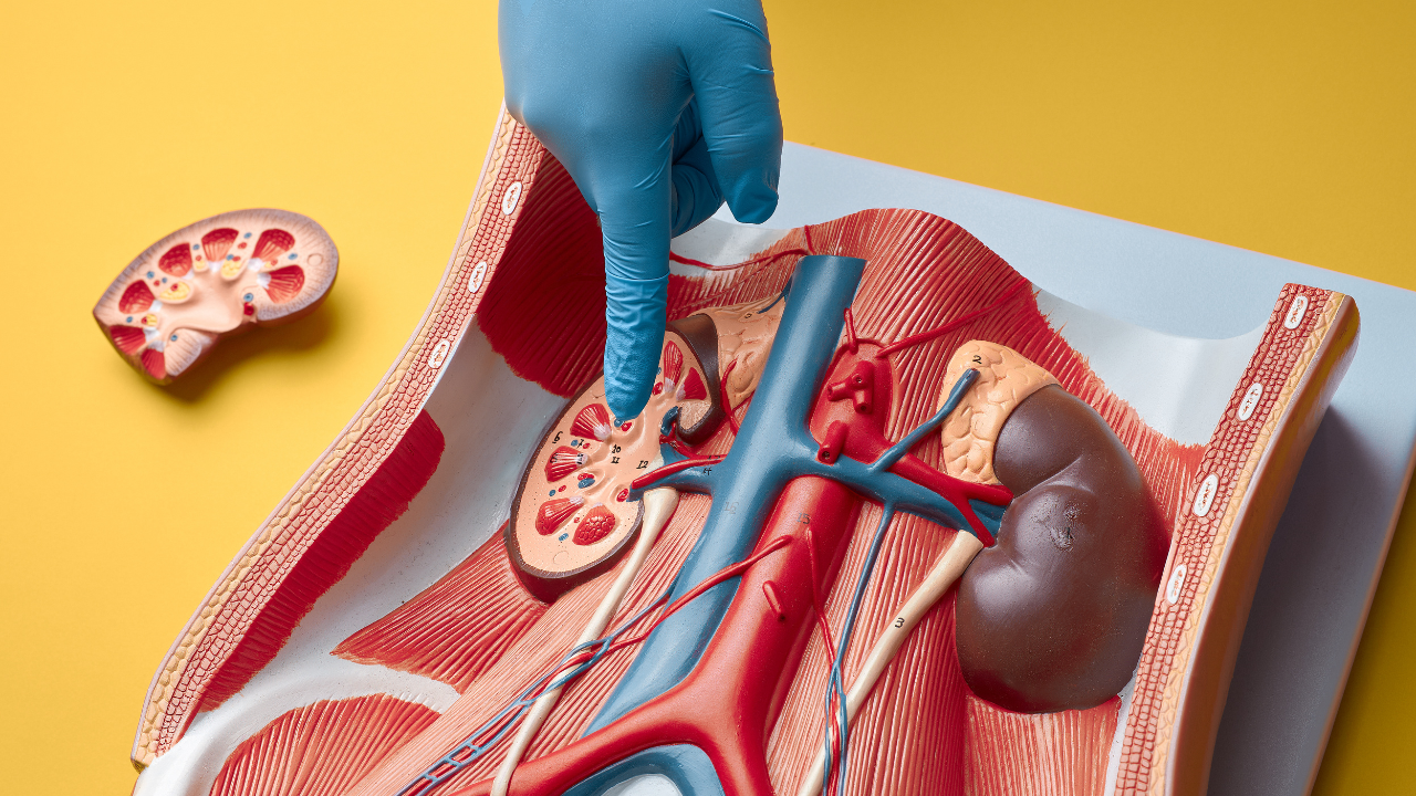 5 supplement mistakes that can harm your liver and kidneys—know them to stay healthy!