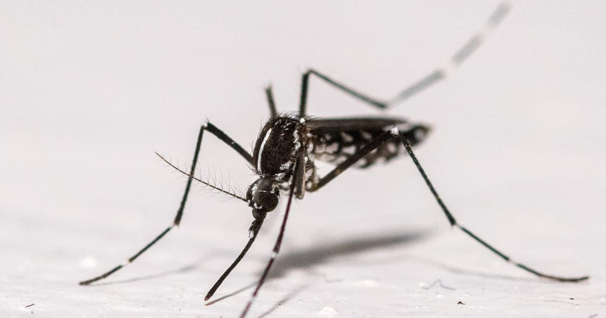 Chikungunya cases surge in France, raising health concerns and awareness. Stay informed!