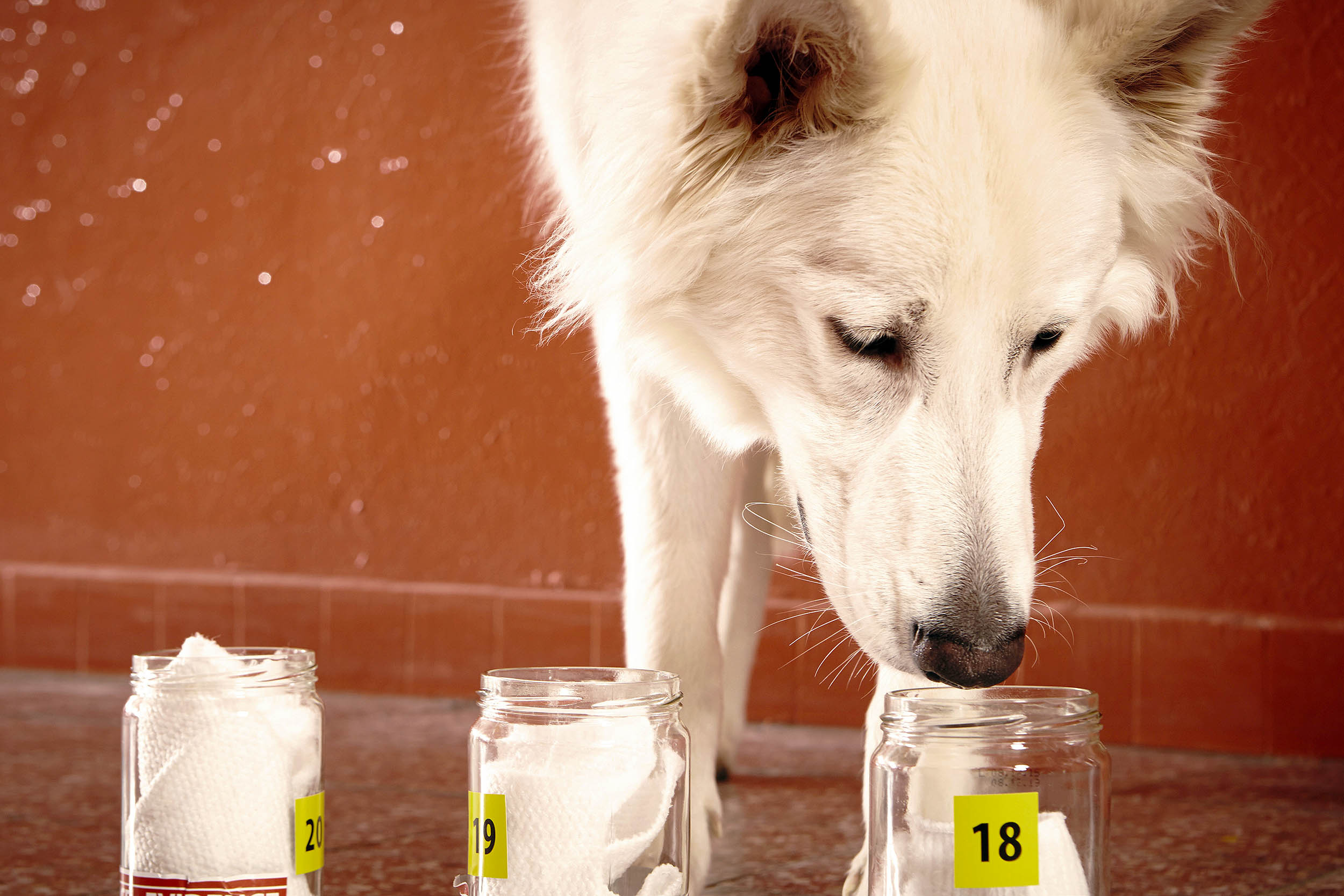 Dogs can now detect neurological diseases years before symptoms emerge, showcasing their incredible abilities