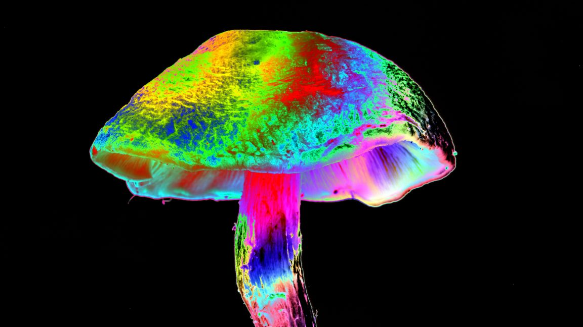 Mushrooms evolved unique methods to produce psychedelics, showcasing nature's creativity
