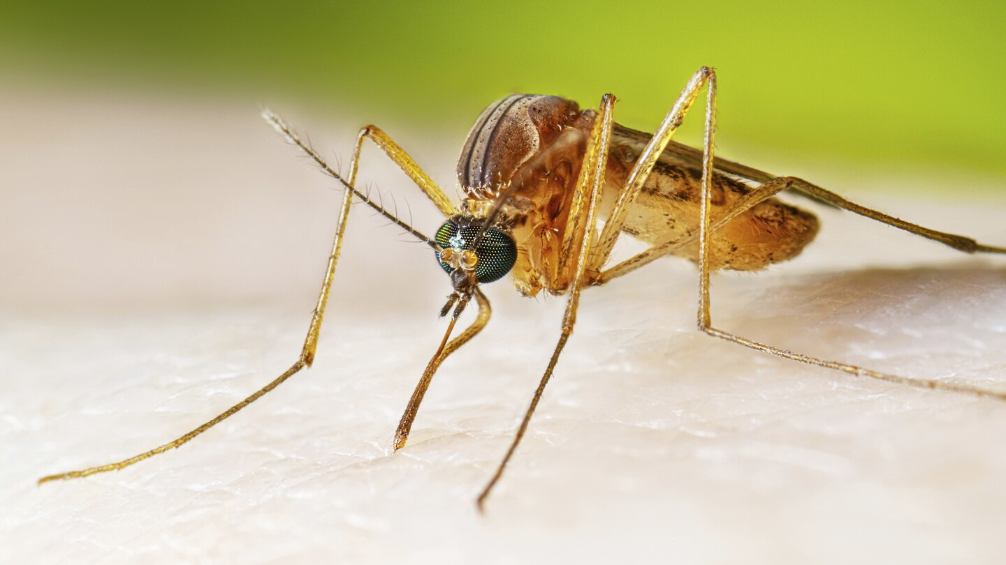 West Nile virus cases surge, raising health alerts and safety concerns. Stay informed!